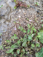 Mazus miquelii