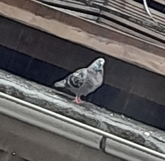 Columba livia domestica