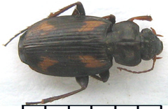 Tetragonoderus