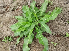 Rumex japonicus