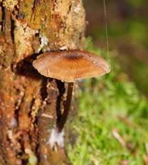 Entoloma readiae