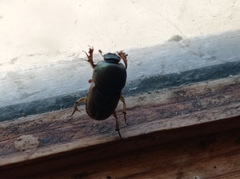 Euoniticellus fulvus