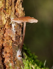 Entoloma readiae