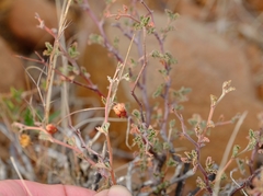 Hermannia desertorum