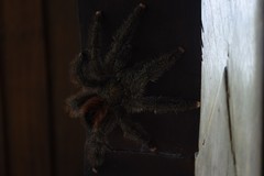 Avicularia variegata