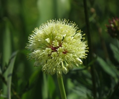 Allium victorialis