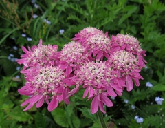 Heracleum austriacum siifolium