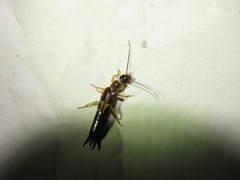 Euborellia cincticollis