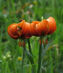 Lilium carniolicum