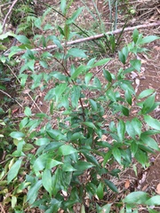 Cryptocarya meisneriana