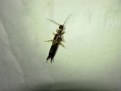 Euborellia cincticollis