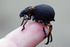 Brachycerus congestus