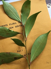 Cryptocarya meisneriana