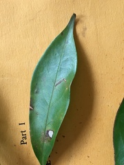 Cryptocarya meisneriana