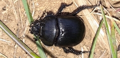 Typhaeus