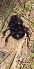 Typhaeus