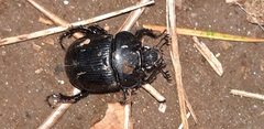 Typhaeus