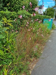 Oenothera lindheimeri