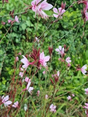 Oenothera lindheimeri