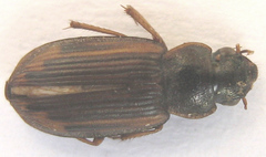 Platymetopus figuratus