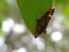 Prophantis
