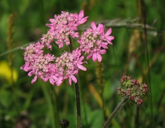 Heracleum austriacum siifolium