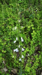 Campanula rapunculus