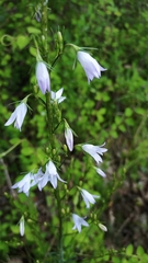 Campanula rapunculus