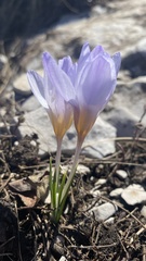 Crocus tauricus