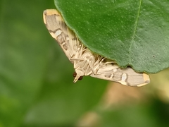 Prophantis