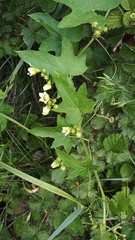 Bryonia cretica