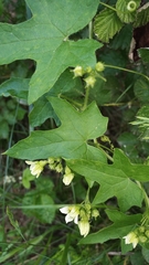 Bryonia cretica