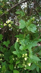 Bryonia cretica