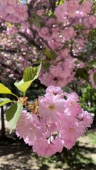 Prunus