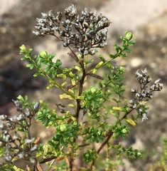 Ozothamnus retusus