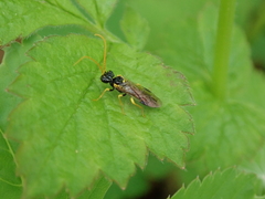 Pamphilius sylvaticus