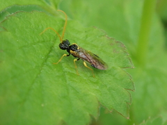 Pamphilius sylvaticus