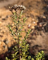 Ozothamnus retusus