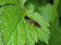 Pamphilius sylvaticus