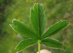 Potentilla aurea