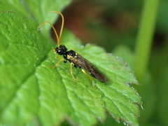 Pamphilius sylvaticus