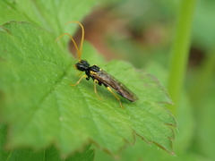 Pamphilius sylvaticus