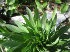 Lilium monadelphum