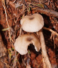 Entoloma transmutans