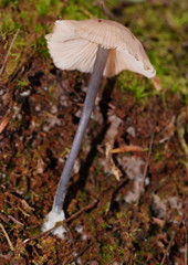 Entoloma transmutans