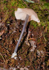 Entoloma transmutans