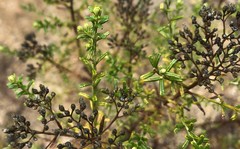 Ozothamnus retusus