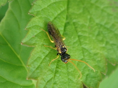 Pamphilius sylvaticus
