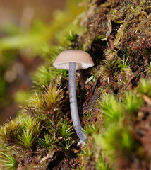 Entoloma transmutans
