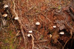 Entoloma transmutans